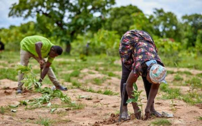 Restauration des terres : la FAO lance un appel à projets pour des subventions pouvant atteindre 50 000 $